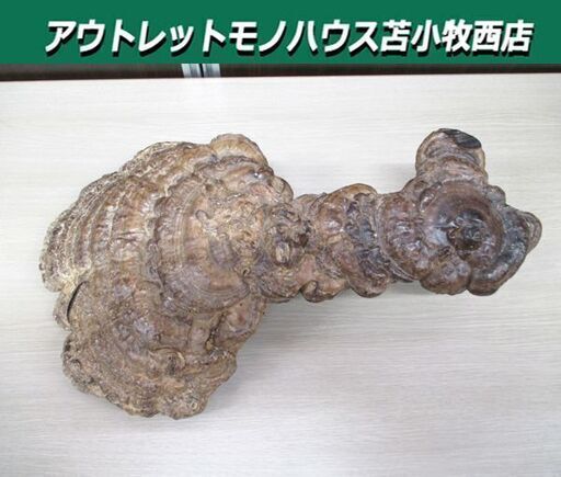 置物 サルノコシカケ オブジェ 飾り物 45×28㎝ 重量約1323g 猿の腰掛
