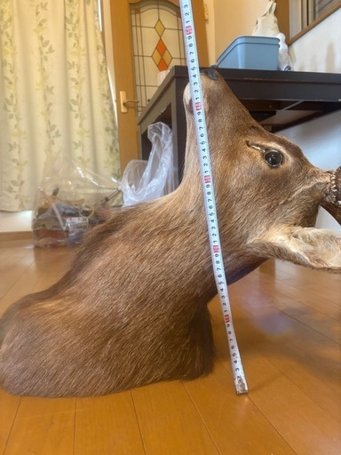 鹿 剥製 エゾジカ 剥製 シカの頭部 壁掛け用 鹿の頭部剥製 壁掛け