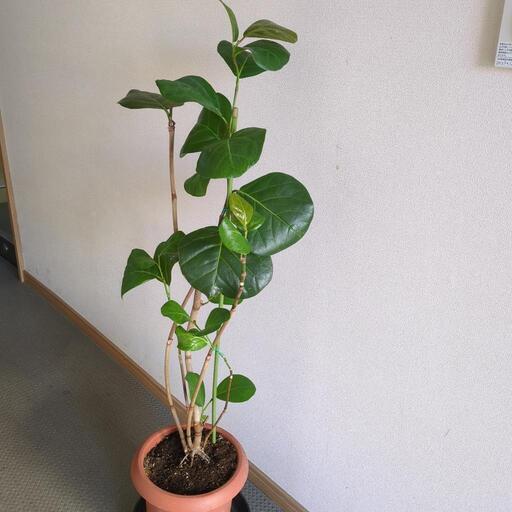 高さ１１０センチ　観葉植物　早めに来て下さる方優先