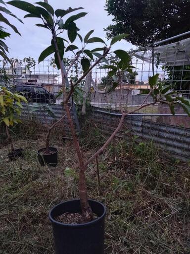 チョカナンマンゴー接木苗