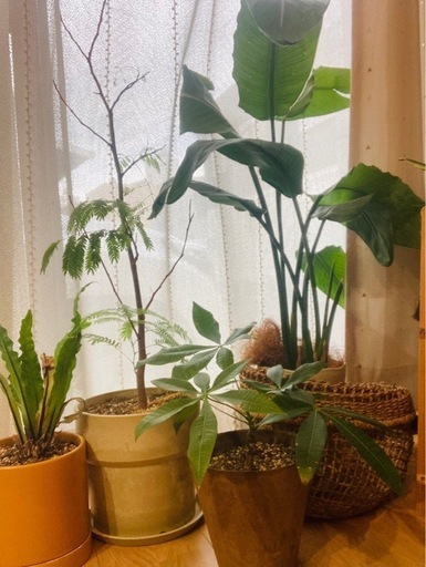 観葉植物