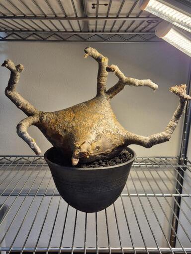 訳あり パキポディウム グラキリス 発根済 訳あり パキポディウム グラキリス 発根済