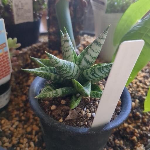 場所確保の為　急募　破格　アガベ　アメリカーナ　バリエガータ　黄覆輪　斑入り　親株　大株　特大株 場所確保の為 急募 破格 アガベ アメリカーナ バリエガータ 黄覆輪