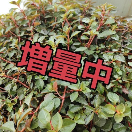 【水槽関連】ルドヴィジアMix⑮