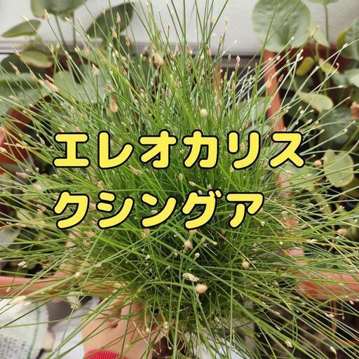【水槽関連】エレオカリス　クシングア