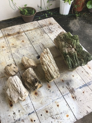 希少！水槽関連　ADA木化石 希少！水槽関連 ADA木化石