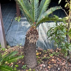 ソテツ H1.5〜1.8m