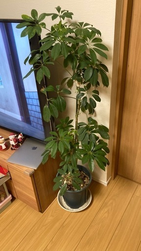 観葉植物　1.2m高さ　カポック