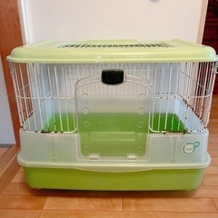 フロントーサ リンゴリーフ14〜16㎝ 写真個体販売 熱帯魚 水槽