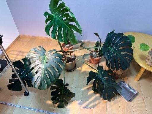 モンステラ　観葉植物