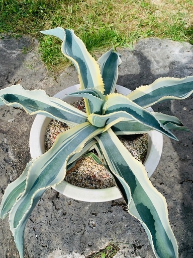 アガベ 『パリー ホーチエンシス錦』 子株② 抜き苗で発送 アガベ