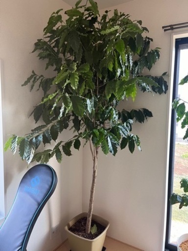 コーヒーの木　2m シンボルツリー コーヒーの木 2m シンボルツリー コーヒーの木 S | 観葉植物の通販 AND