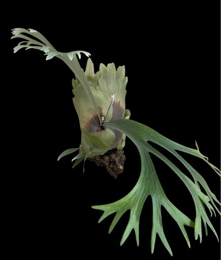 P.E-1 ビカクシダ 子株大量！白ビフビカクシダ P.bifurucatum sp white