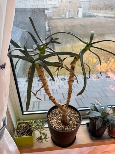 Aloe ramosissima アロエ　ラモシシマ　　観葉植物