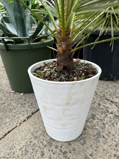 【植木屋さんページ】チャメロプス・フミリス・セリフィラ　白青　発色A チャメロプス 植木屋さんページ】チャメロプス・フミリス・セリフィラ