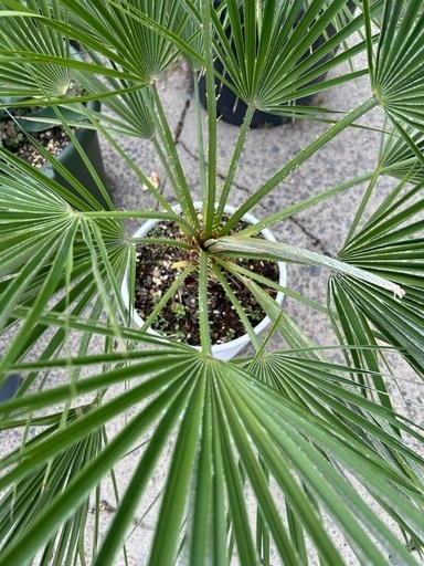 チャメロプス kou】【現品】チャメロプス・フミリス 7号 黒鉢 (2) kou