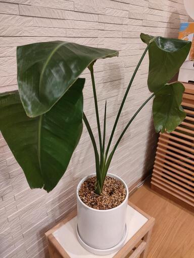 オーガスタ　/　植木鉢