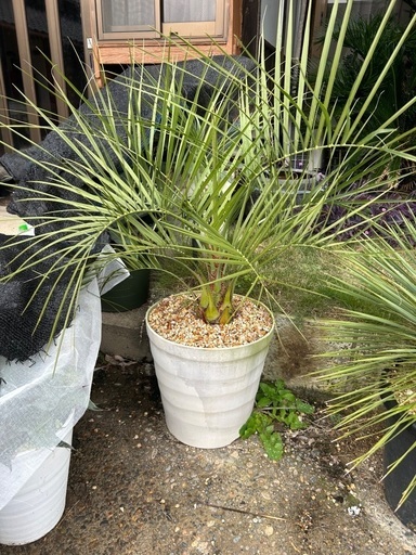 本日限定価格】ココスヤシ?鉢ごと ココヤシを価格(値段別)に選ぶ