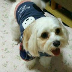 キャバリアマルチーズミックス　女の子　6歳の画像