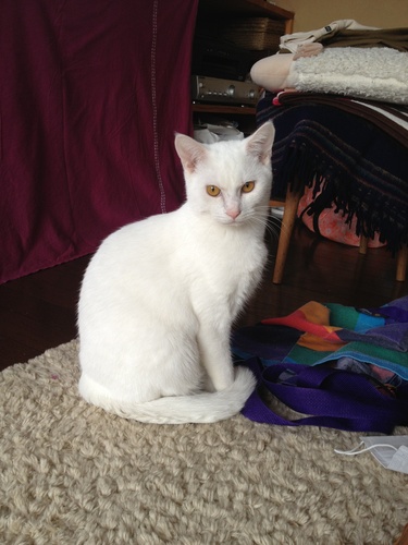 神様の様な尻尾の長い真っ白な白猫 Anco 藤野の猫の里親募集 ジモティー