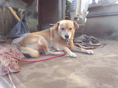 柴犬とビーグル犬の雑種です チャチャ 馬立のその他の里親募集 ジモティー