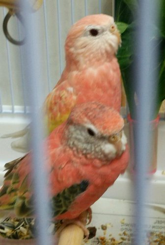 アキクサインコの里親さん募集してます ちょこりん 小倉のその他の里親募集 ジモティー
