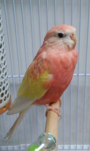 アキクサインコの里親さん募集してます ちょこりん 小倉のその他の里親募集 ジモティー