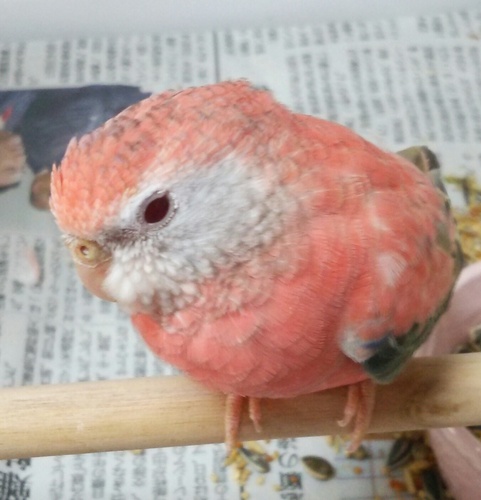アキクサインコの里親さん募集してます ちょこりん 小倉のその他の里親募集 ジモティー