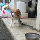 犬の里親募集 - 仙台市