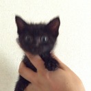 ジジに似て可愛い黒猫☆
