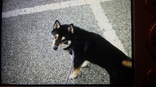柴犬 黒芝 雌6才 Hiyori S 船橋の柴犬の里親募集 ジモティー 柴犬 黒芝 雌6才 Hiyori S 船橋の柴犬の里親募集 ジモティー
