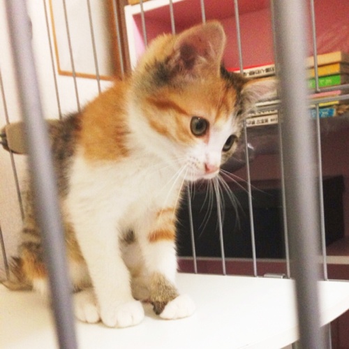 子猫の里親さんになって下さい (ウニホタテ) 函館の猫の里親募集｜ジモティー