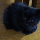 生後2週間くらいの黒猫ちゃんです！
