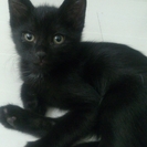生後3ヶ月の黒猫