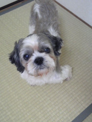 シーズー マルチーズ ミックス犬 ６歳 はるボウ 堺の犬の里親募集 ジモティー