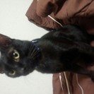 イケメンな黒猫です