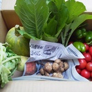 家庭菜園の無農薬野菜セット 引き取りor発送