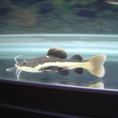 レッドテールキャット幼魚