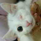 片目でも元気いっぱいな♂の白猫