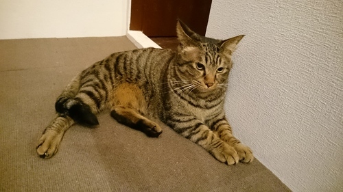 大和高田市初猫カフェshana Kimikasu 大和高田のペットサービスの無料広告 無料掲載の掲示板 ジモティー