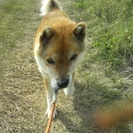 犬を探しています。見つかった時お礼いたします。 − 福島県