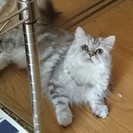 ネコの新しい飼い主を探しています。