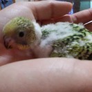 セキセイインコの雛、黄緑色ですよ～