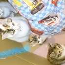 可愛い4匹の子猫の里親さんを募集しています。