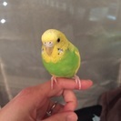 手乗りセキセイインコ 1歳