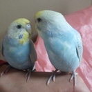 手乗り セキセイインコ ４ヶ月位