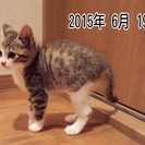 【人が大好き】活発な子猫です！ - 大崎市