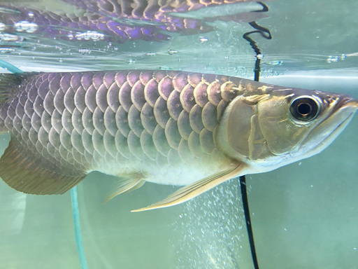 Yokkoさん 北海道除雪機サービス 株式会社 横岡商会 のスタッフ 中古あげます 譲ります 無料広告 無料掲載のジモティー フリマ 掲示板