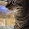 猫柳月さんのプロフィール画像