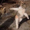 Angel catさんのプロフィール画像